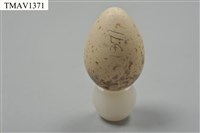 藏品(伯勞卵)的圖片